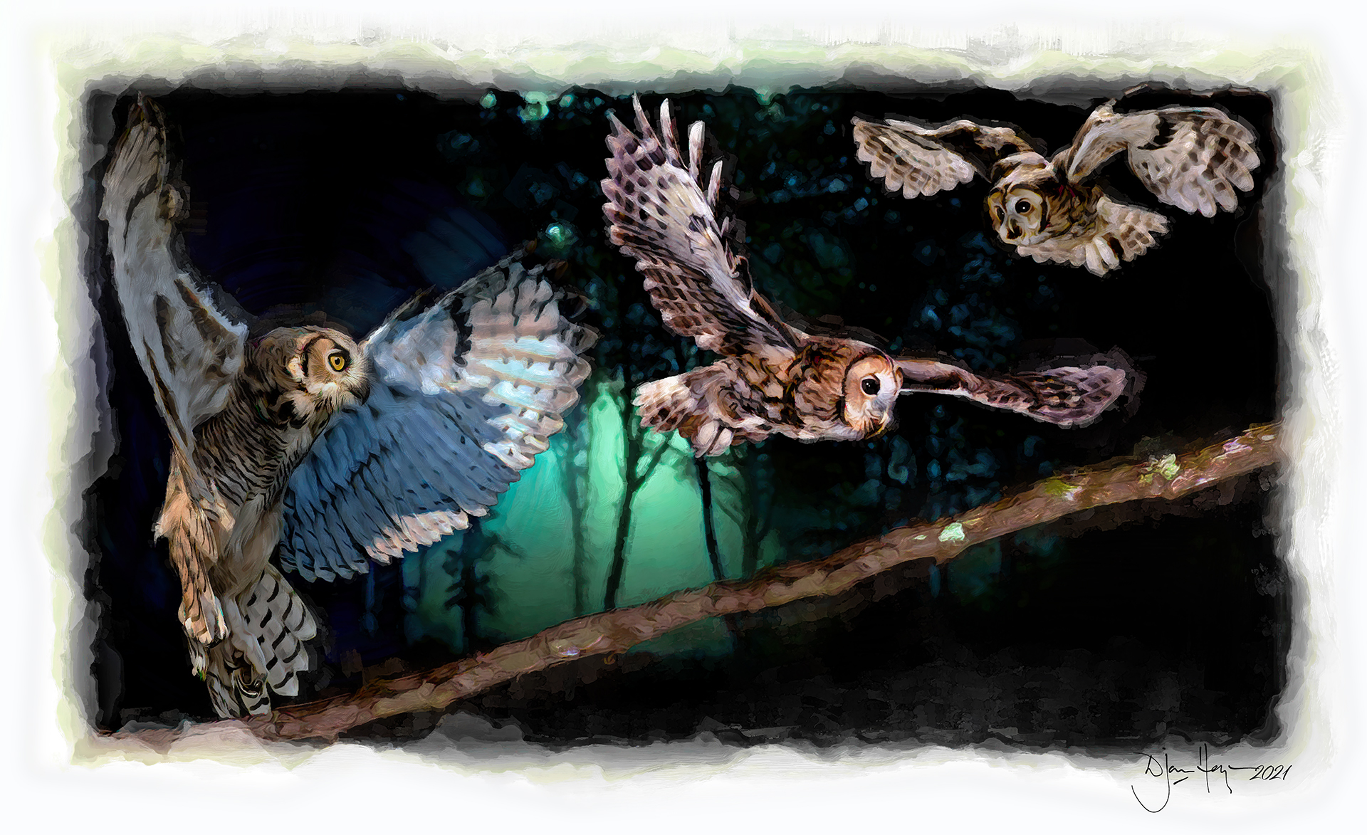 nature owls-on-the-prowl wildlife