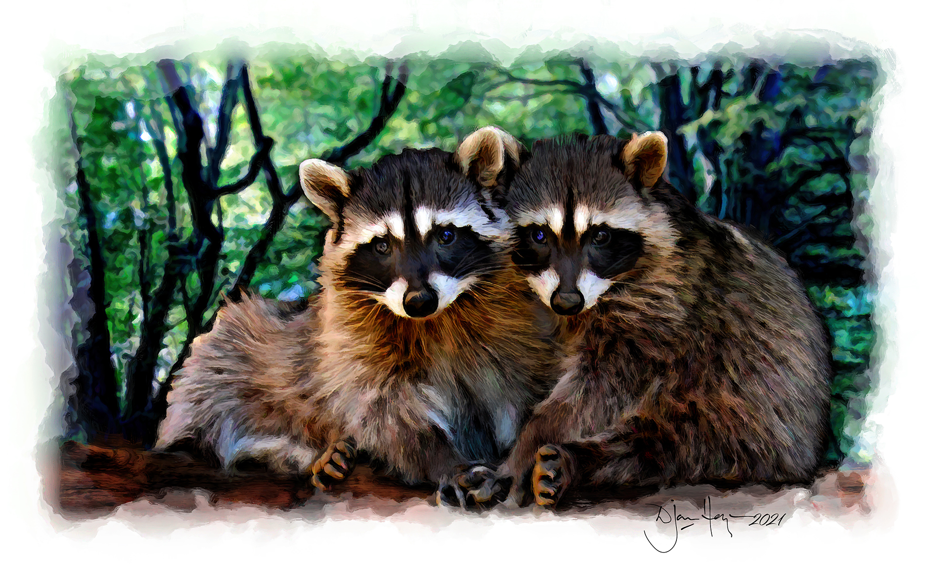 nature raccoons wildlife