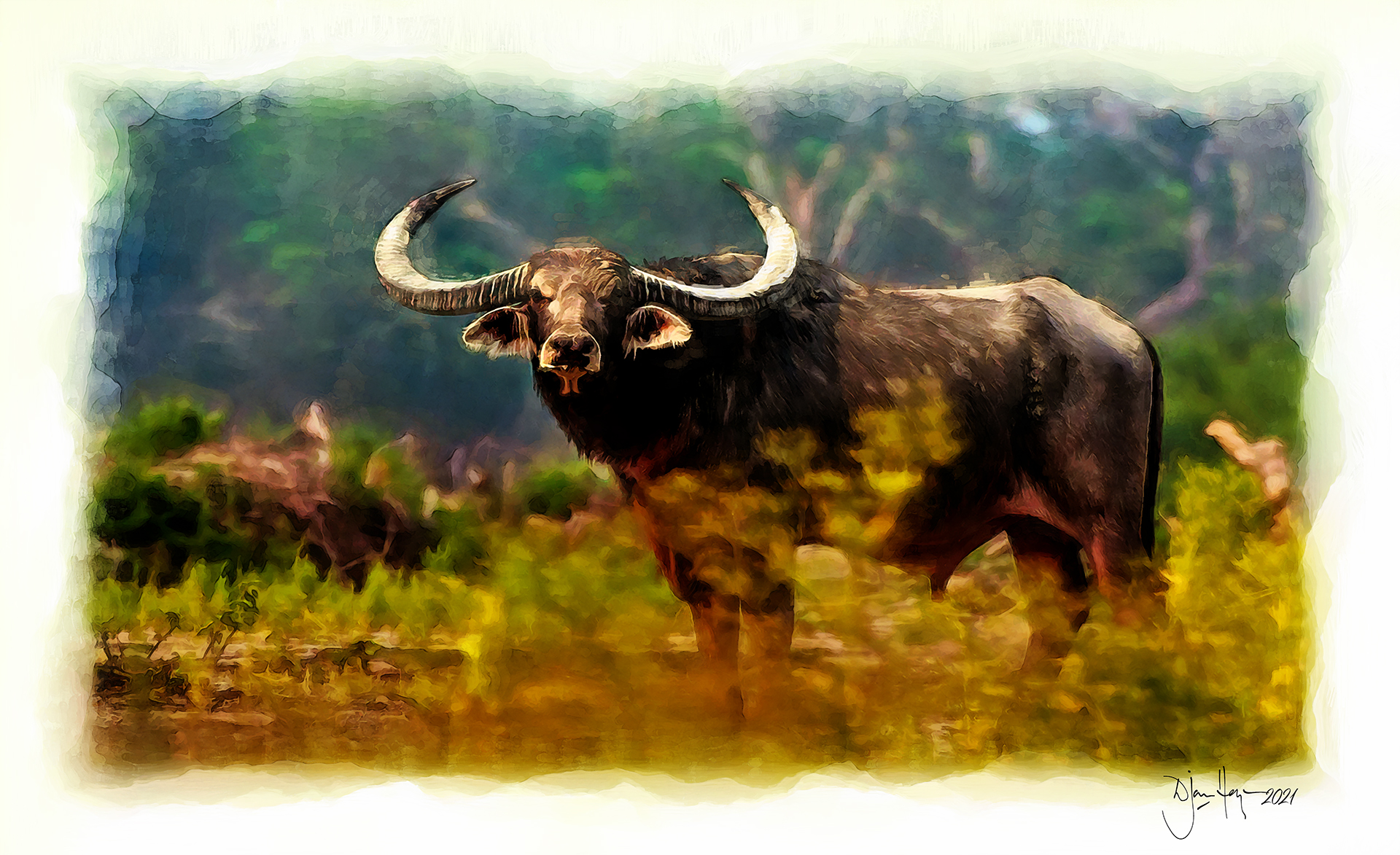 nature water-buffalo wildlife